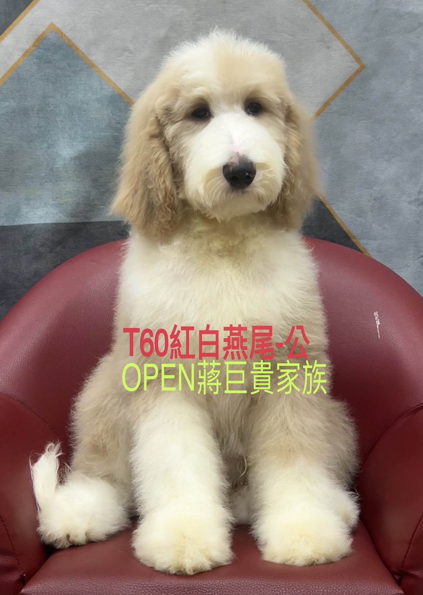 OPEN蔣犬舍／紅白燕尾巨型貴賓