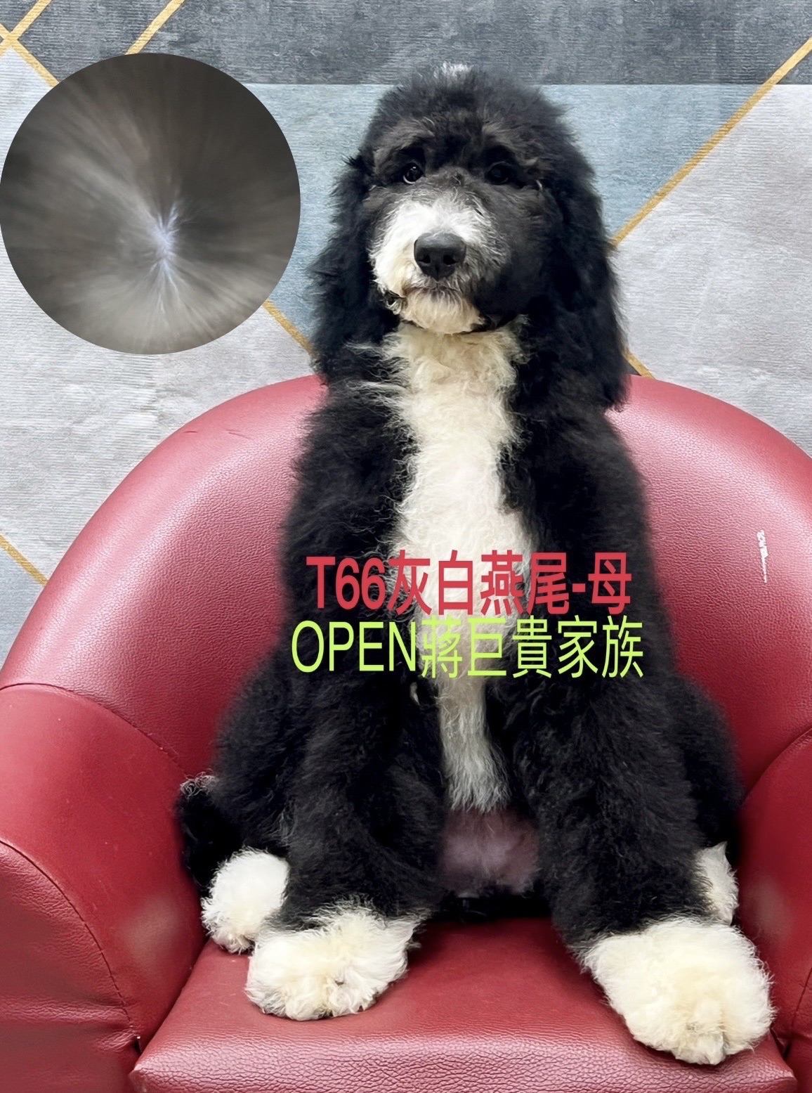 OPEN蔣犬舍／灰白燕尾巨型貴賓
