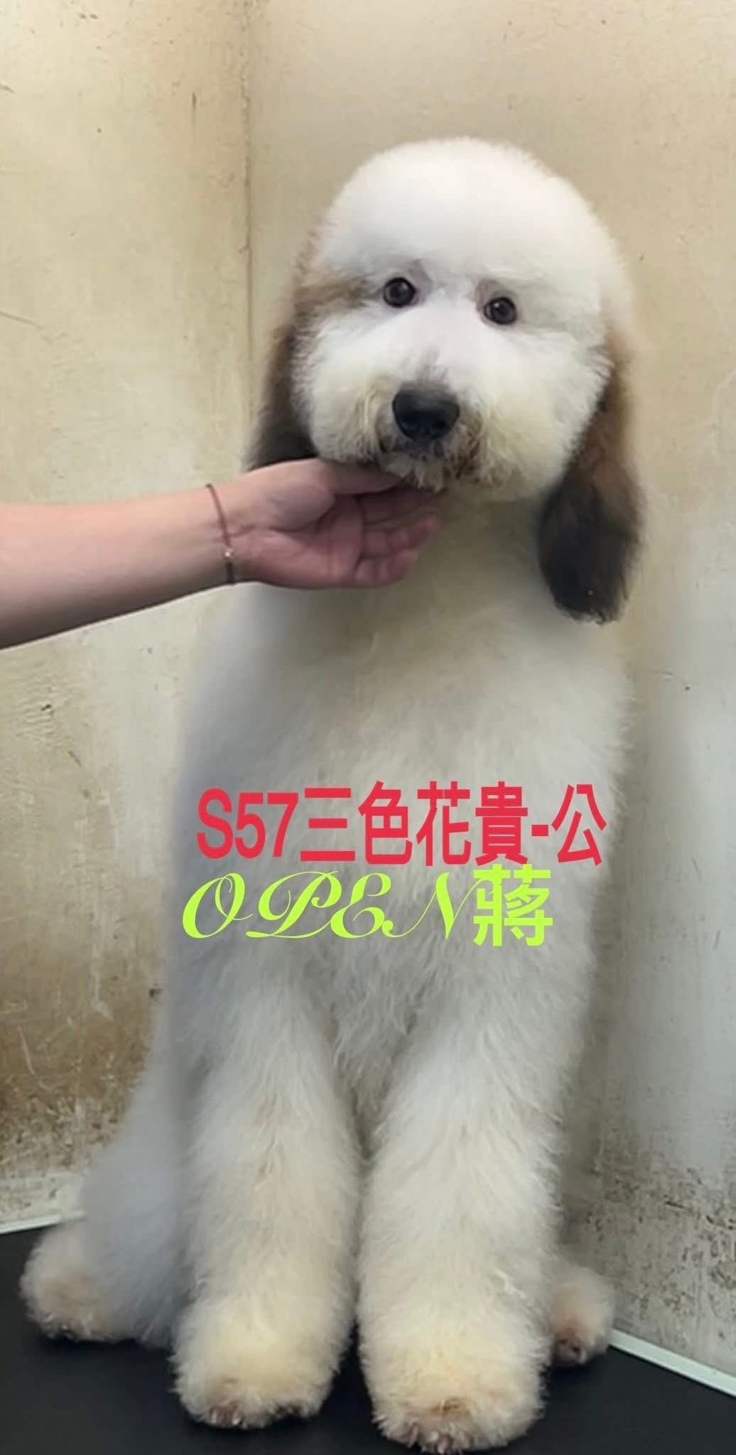 OPEN蔣犬舍／三色花巨型貴賓