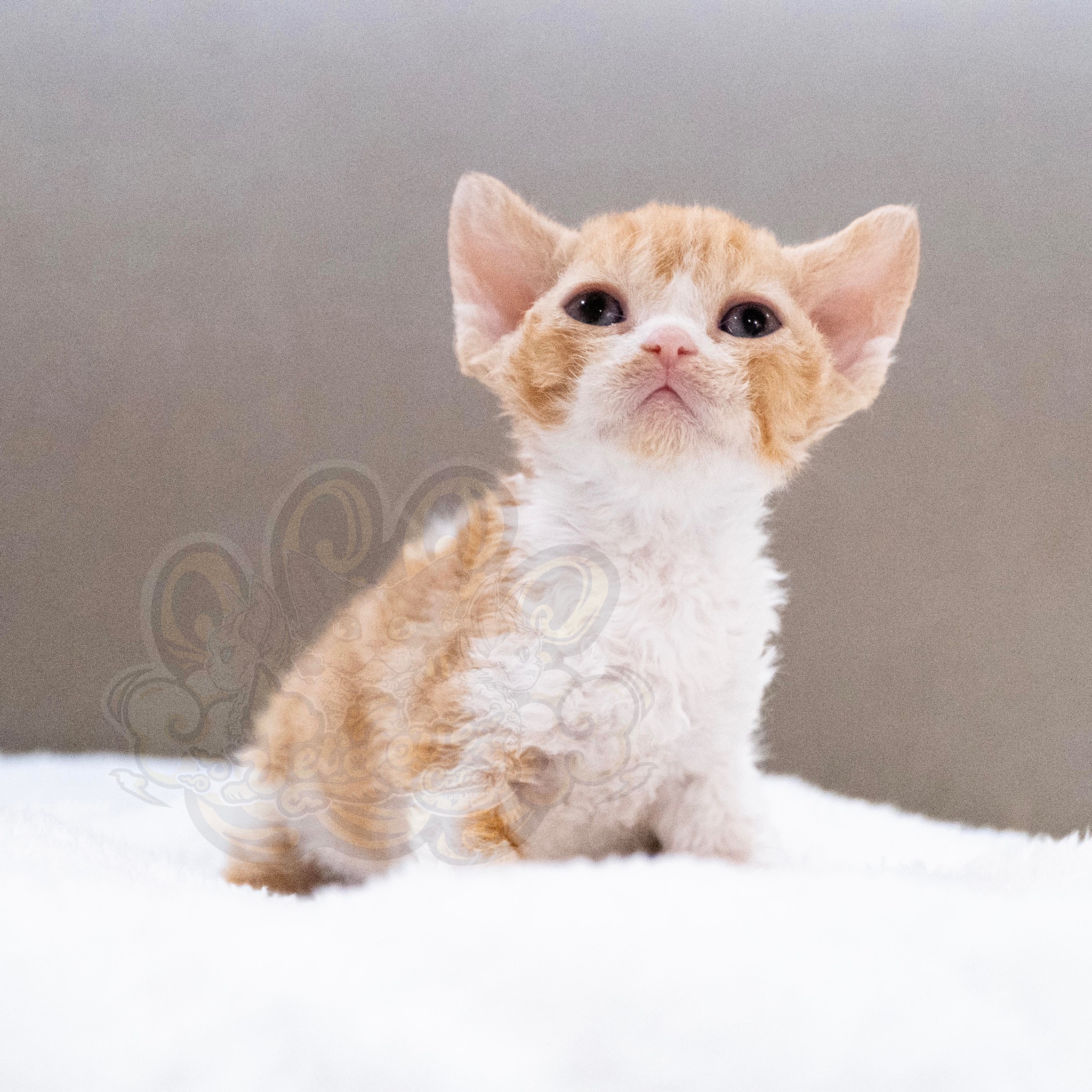 寵愛貓舍／紅加白德文捲毛貓