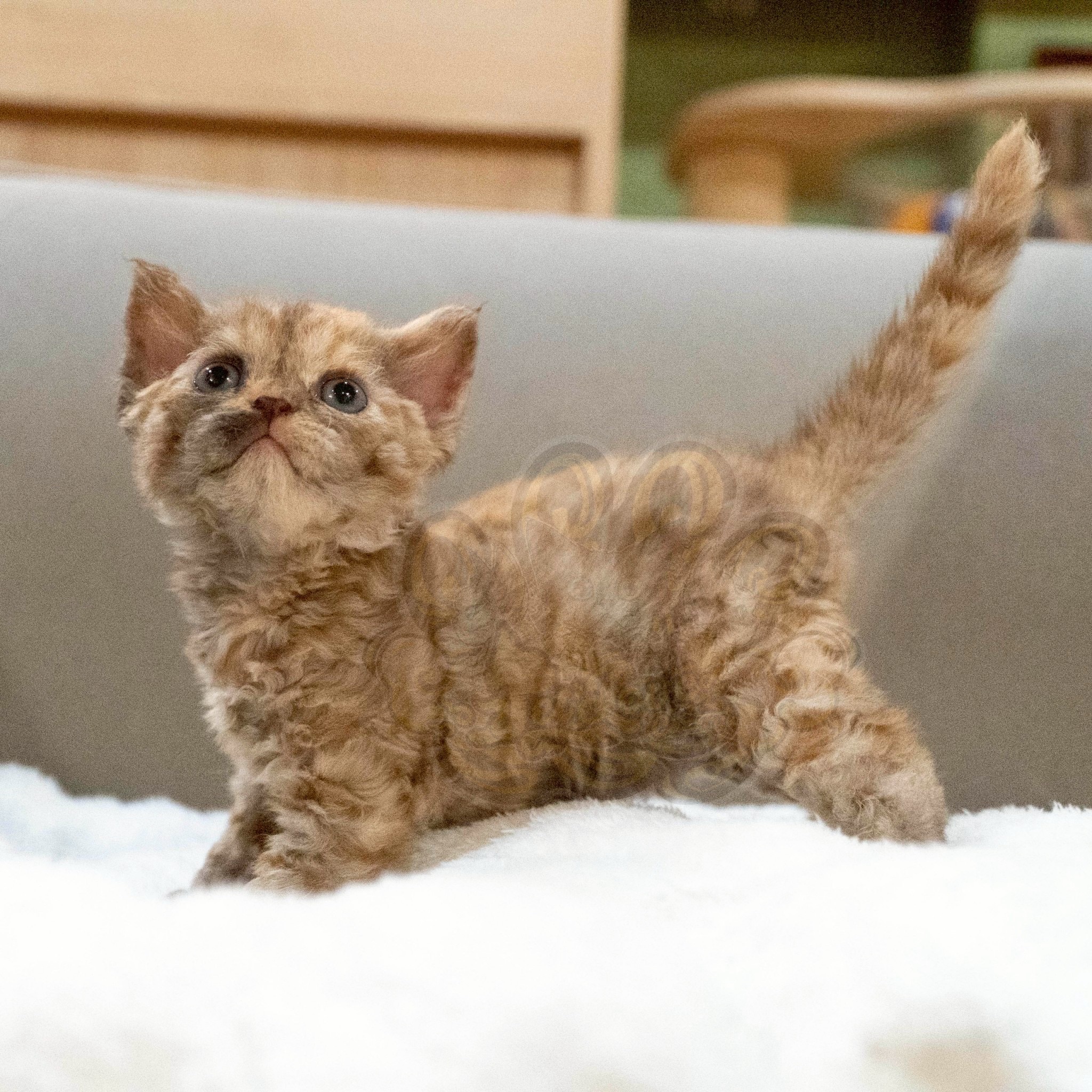 寵愛貓舍／巧克力玳瑁德文捲毛貓