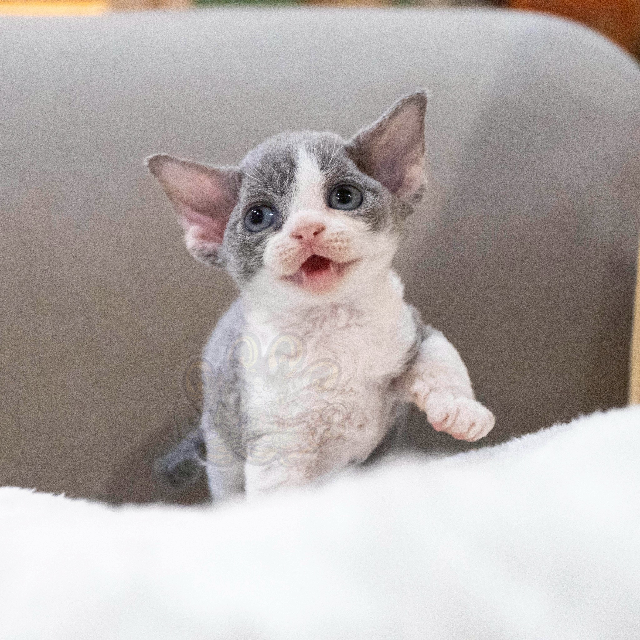 寵愛貓舍／藍白開臉德文捲毛貓