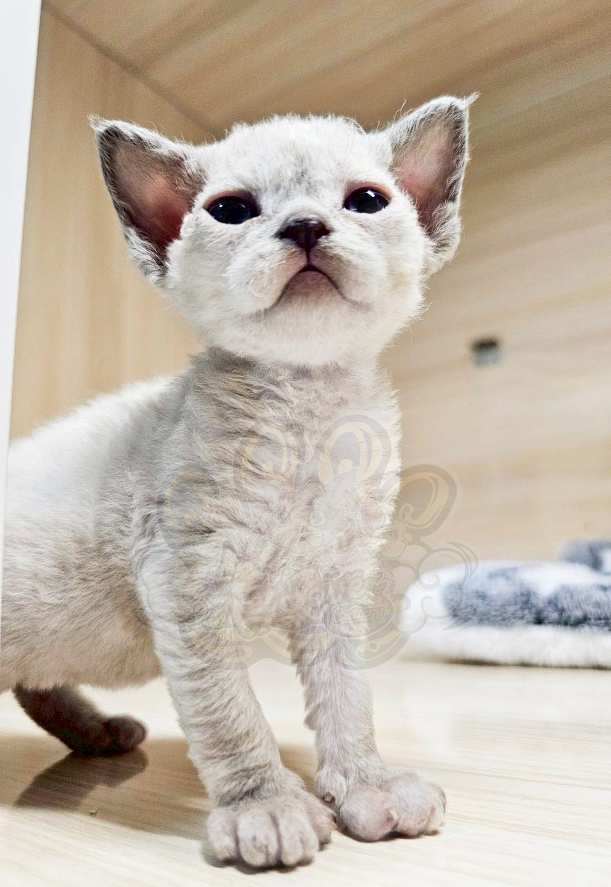 寵愛貓舍／重點色德文捲毛貓