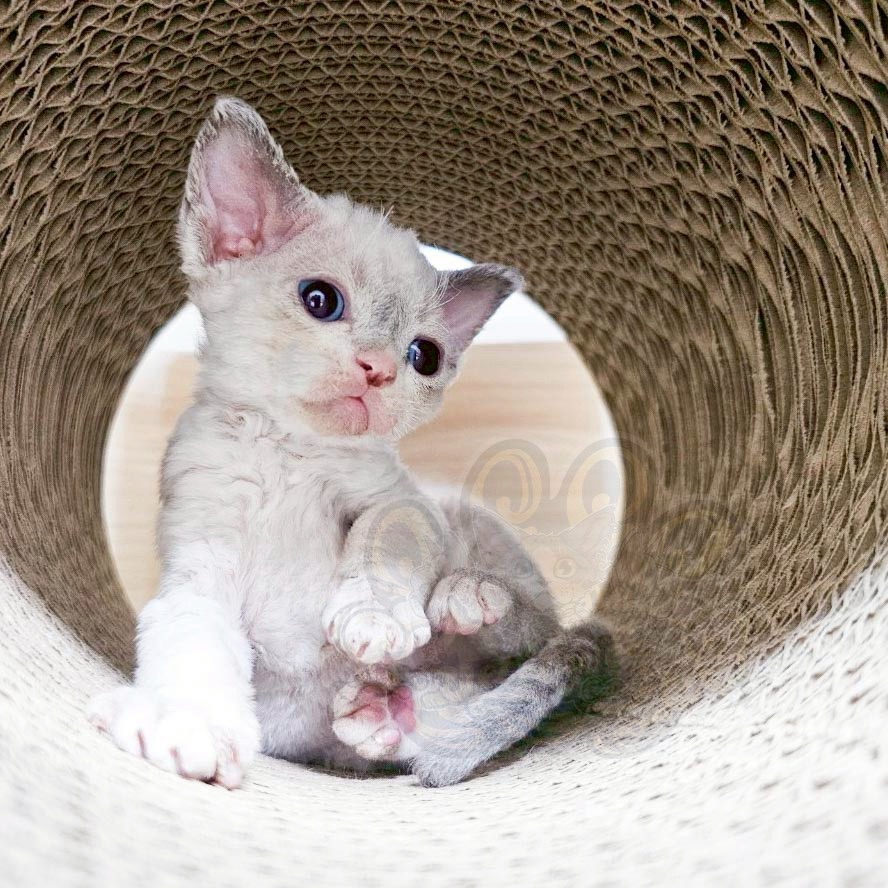 寵愛貓舍／重點色德文捲毛貓