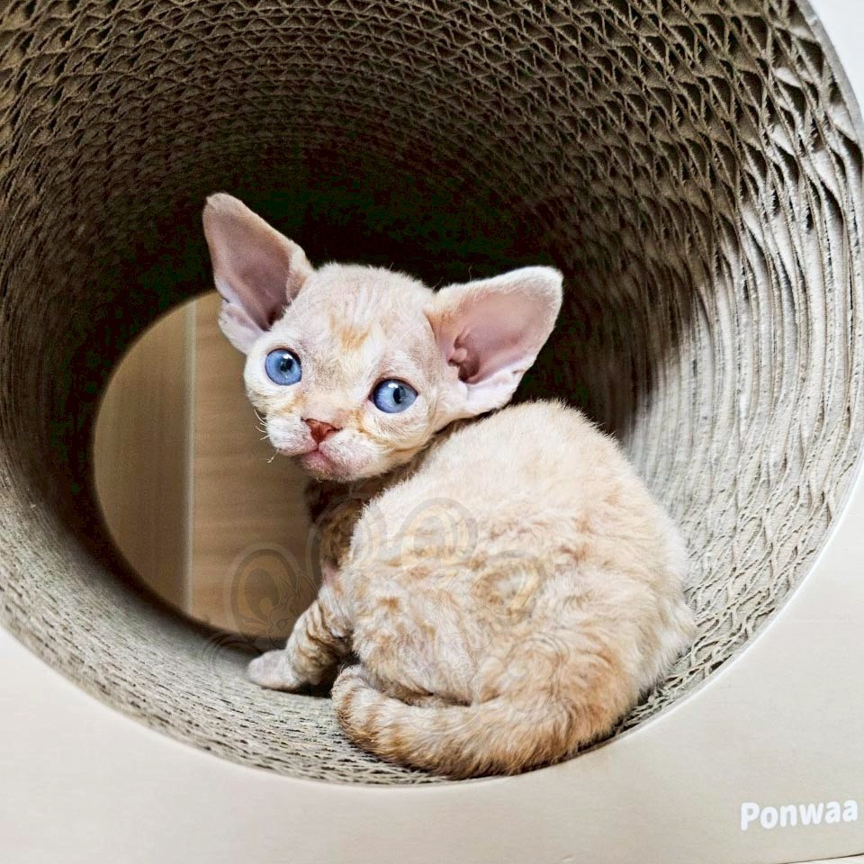 寵愛貓舍／紅虎斑德文捲毛貓