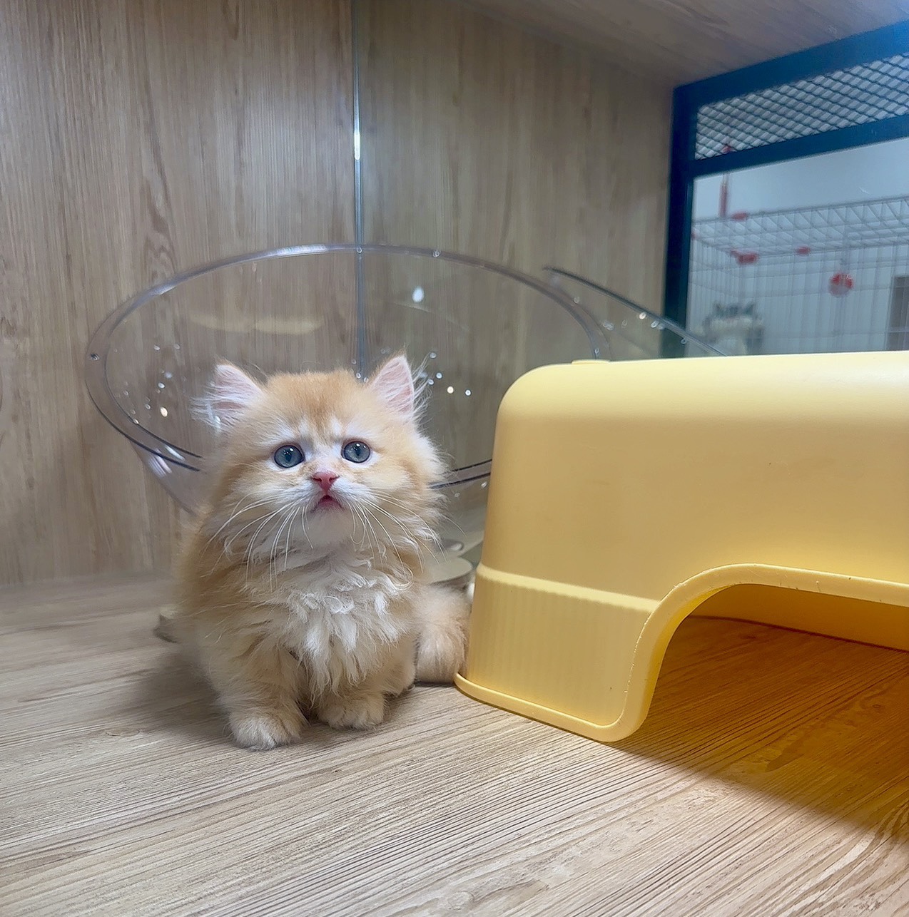 喜得貓社／藍金曼赤肯