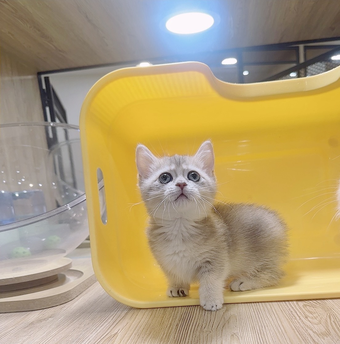 喜得貓社／藍金曼赤肯