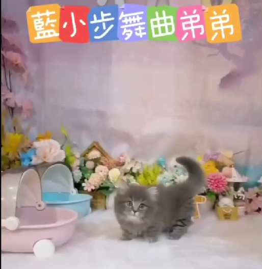 星光貓舍／藍色小步舞曲