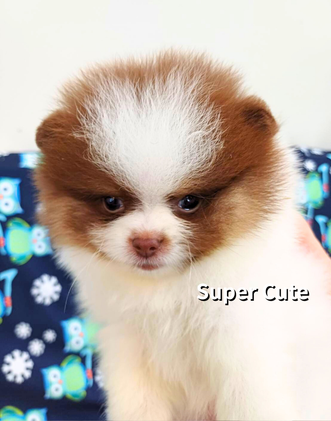 超可愛名犬社／巧克力花四目博美