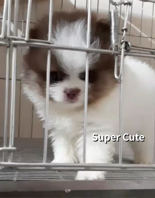 超可愛名犬社／巧克力花博美犬