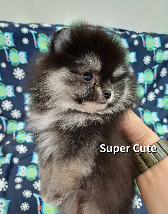 超可愛名犬社／藍白四目博美犬