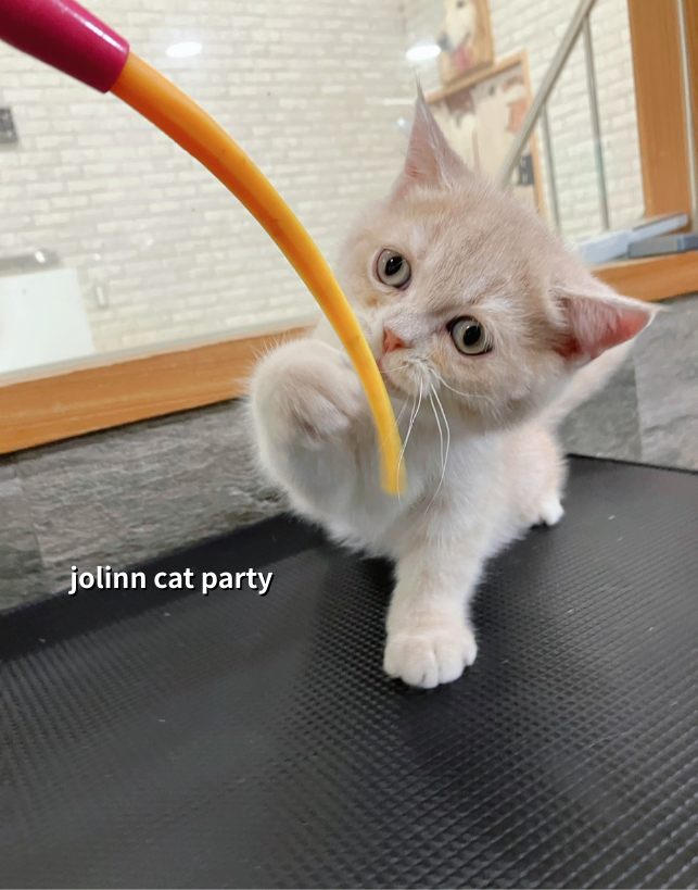 貓咪派對／奶油色英國短毛貓