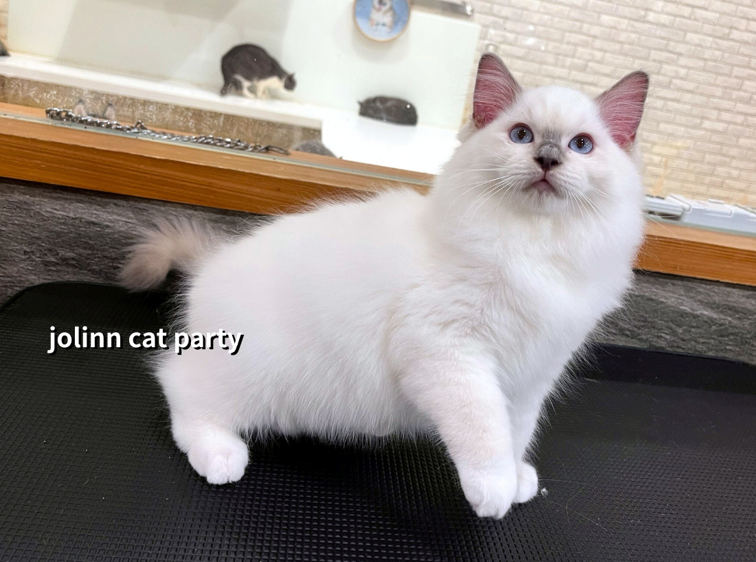 貓咪派對／藍色重點布偶貓