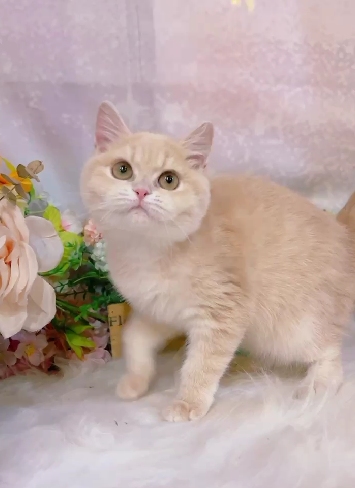 星光貓舍／奶油英國短毛貓