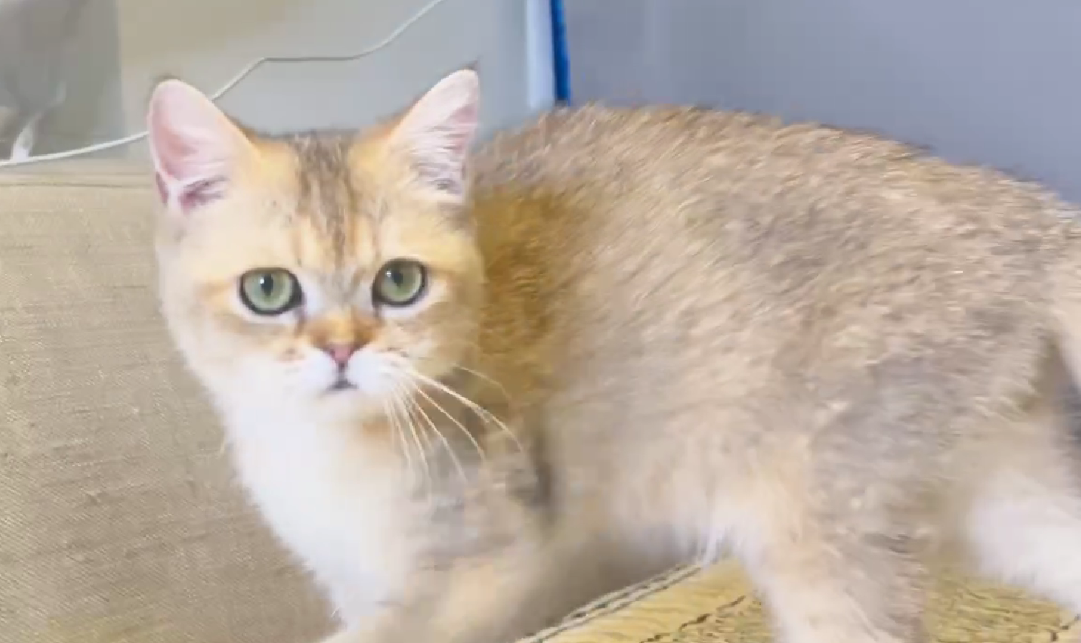 尊爵名皇／金漸層英國短毛貓