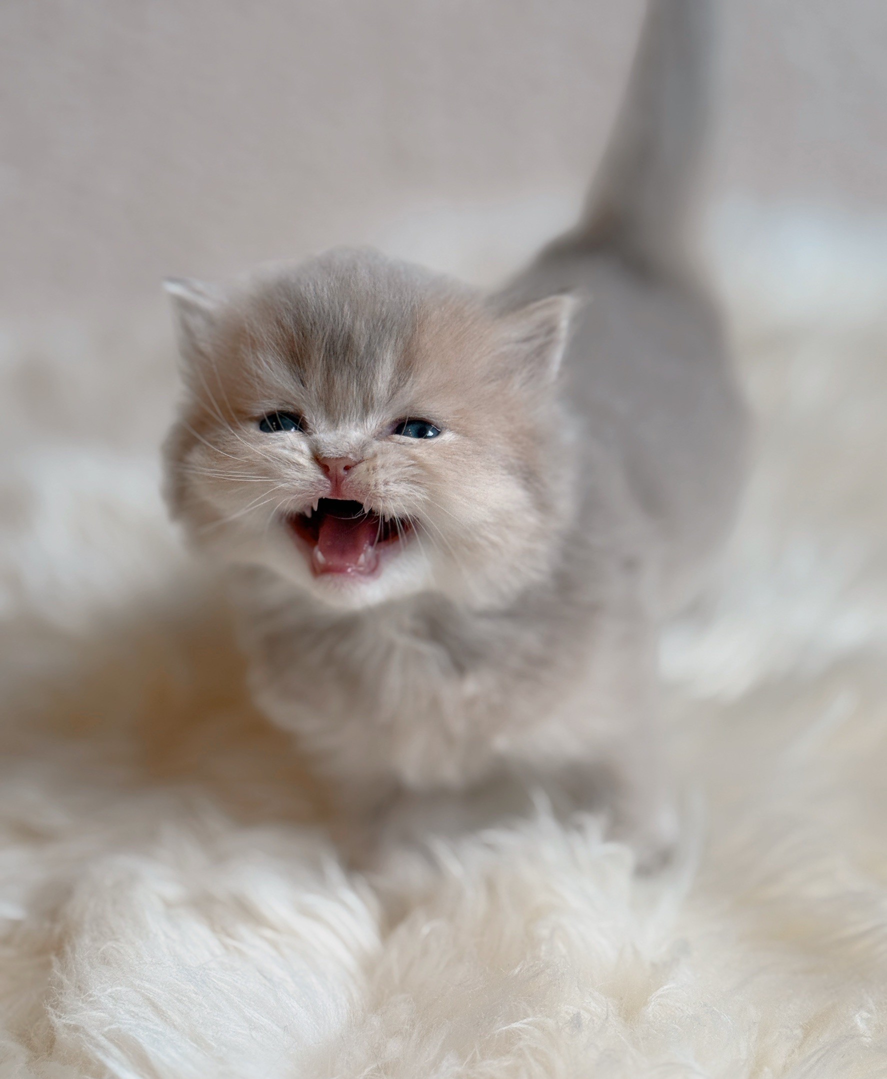 小東尼英短貓舍／紫金漸層英國長毛貓