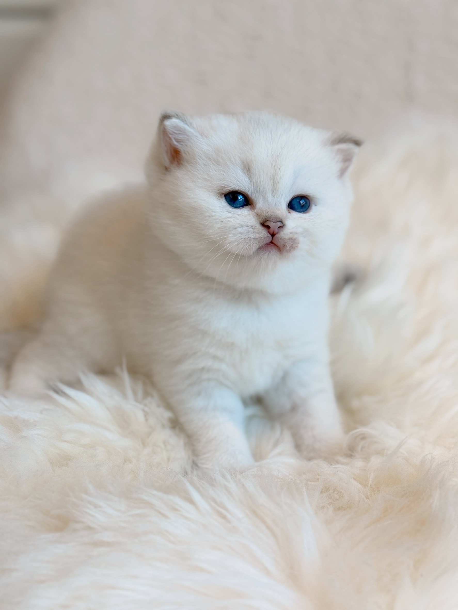 小東尼英短貓舍／銀漸層重點色英國短毛貓