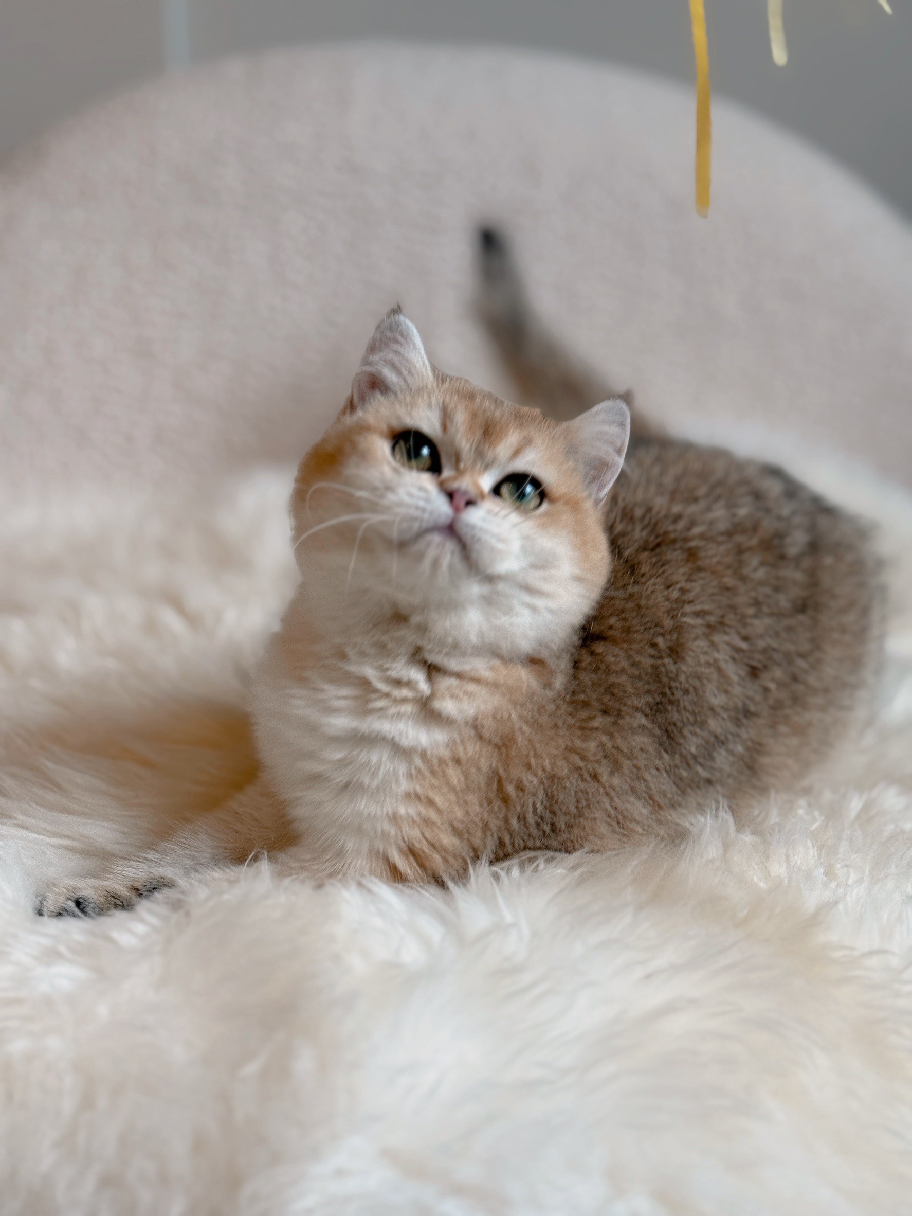 小東尼英短貓舍／金漸層英國短毛貓