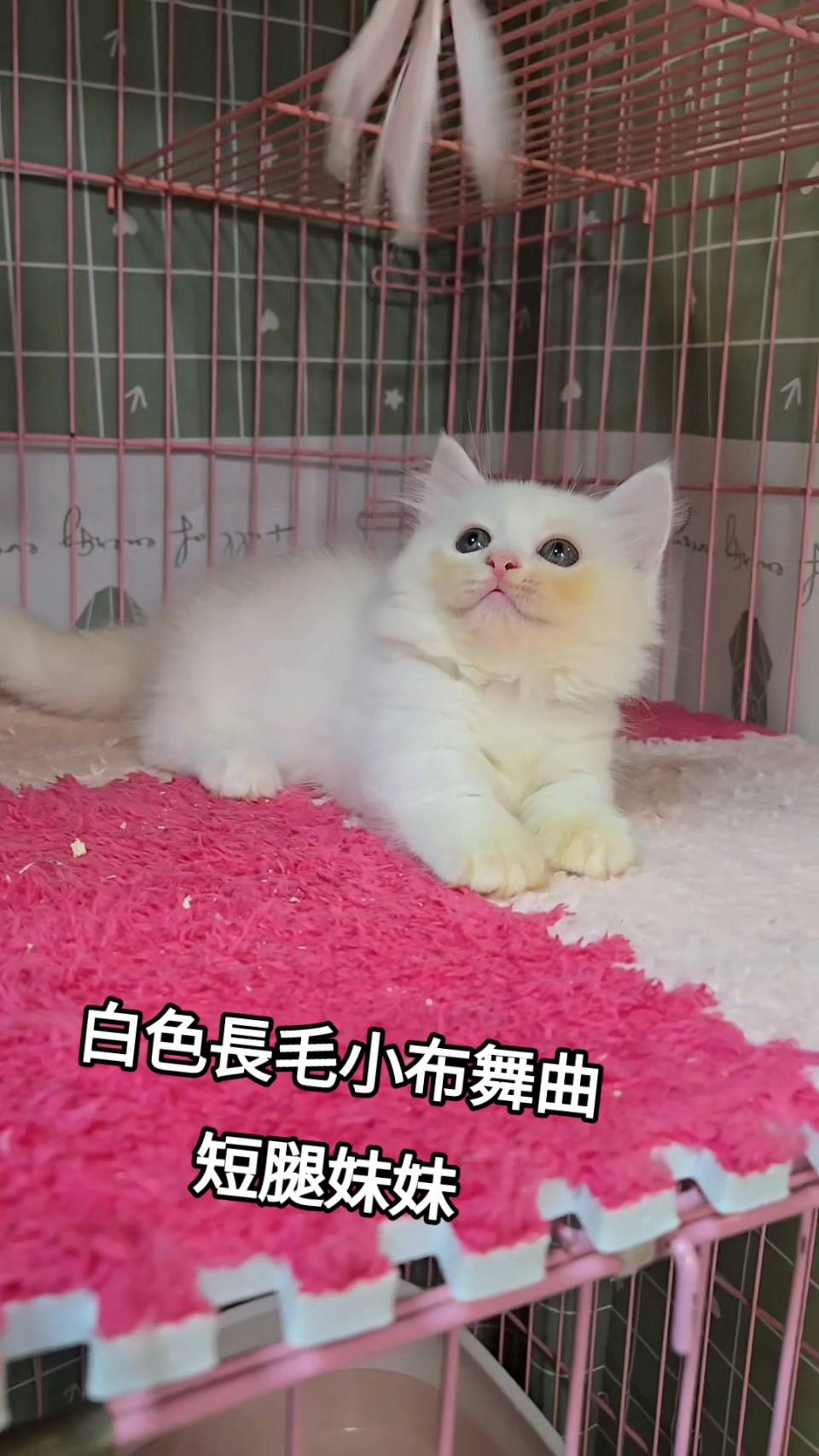 刻在你心底的貓／白色長毛小步舞曲