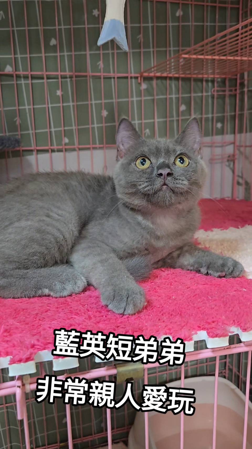 刻在你心底的貓／藍色英國短毛貓