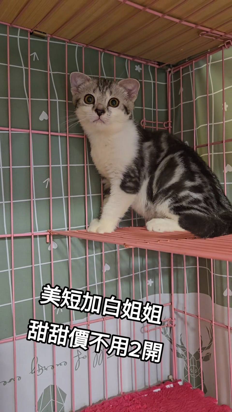 刻在你心底的貓／加白美國短毛貓
