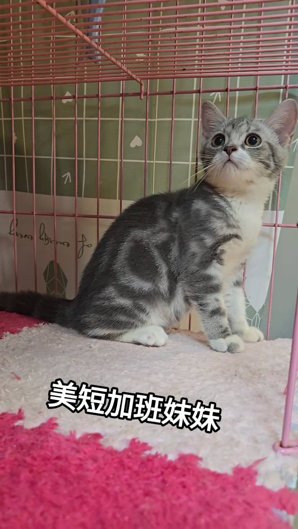 刻在你心底的貓／加白美國短毛貓