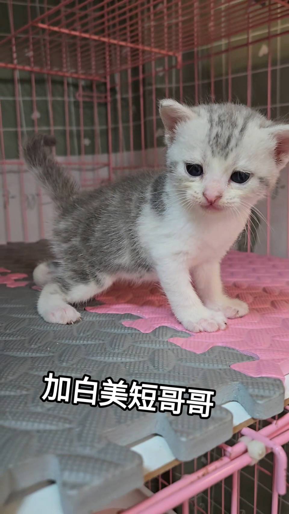 刻在你心底的貓／加白美國短毛貓