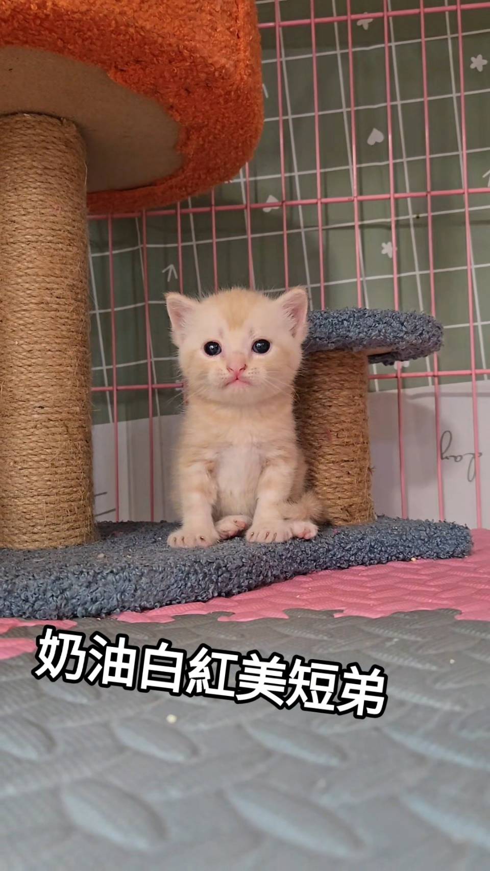 刻在你心底的貓／奶油白紅美國短毛貓