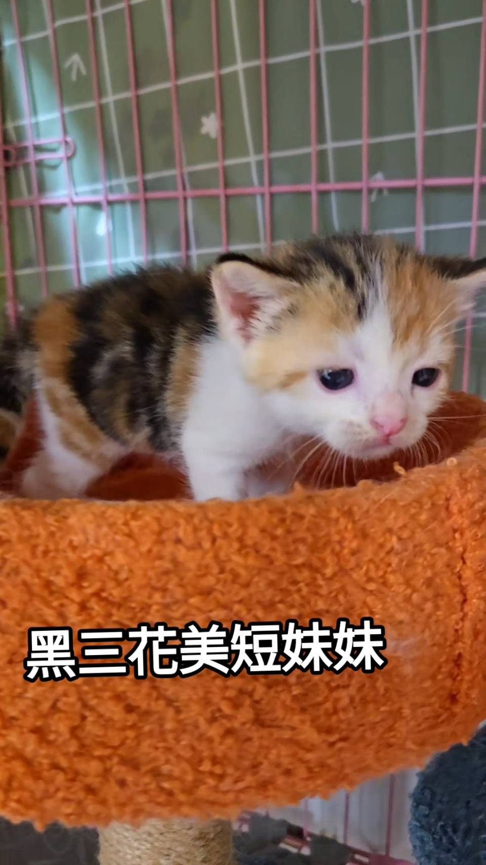 刻在你心底的貓／黑三花美國短毛貓
