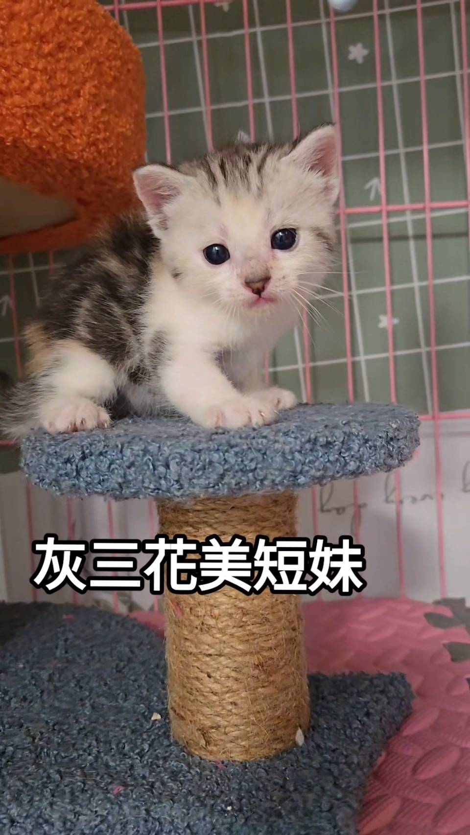 刻在你心底的貓／三花美國短毛貓