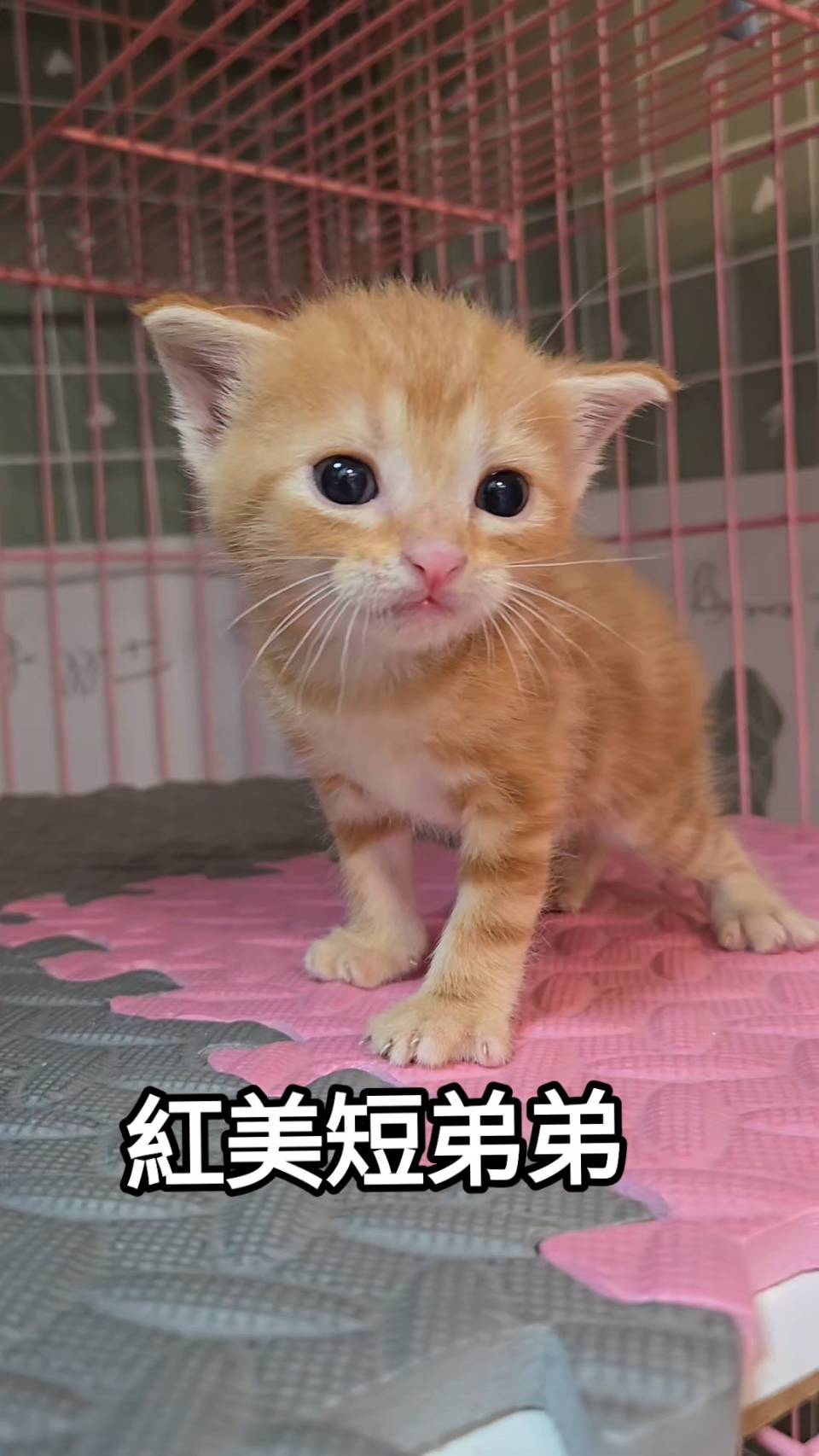 刻在你心底的貓／紅色美國短毛貓