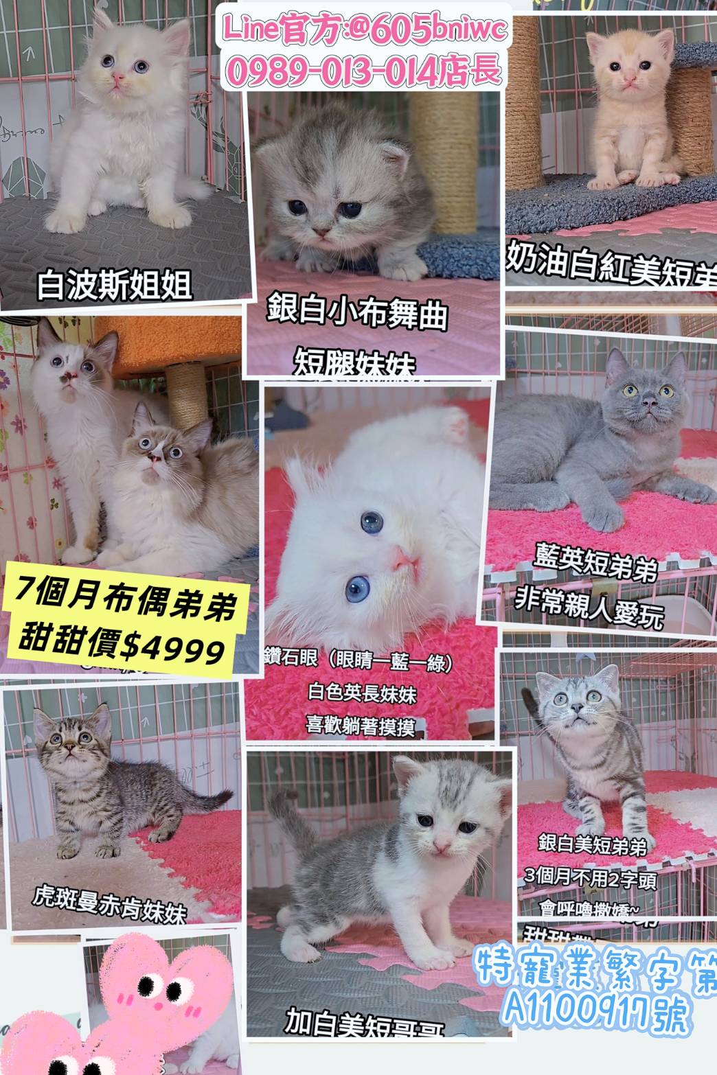 刻在你心底的貓／各品種貓