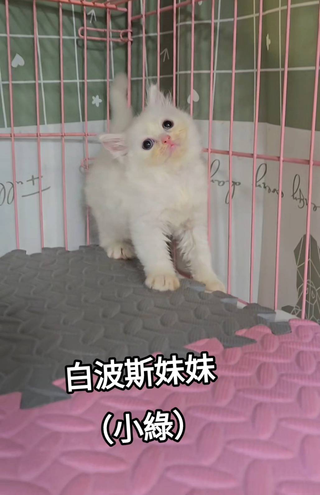 刻在你心底的貓／白色波斯貓