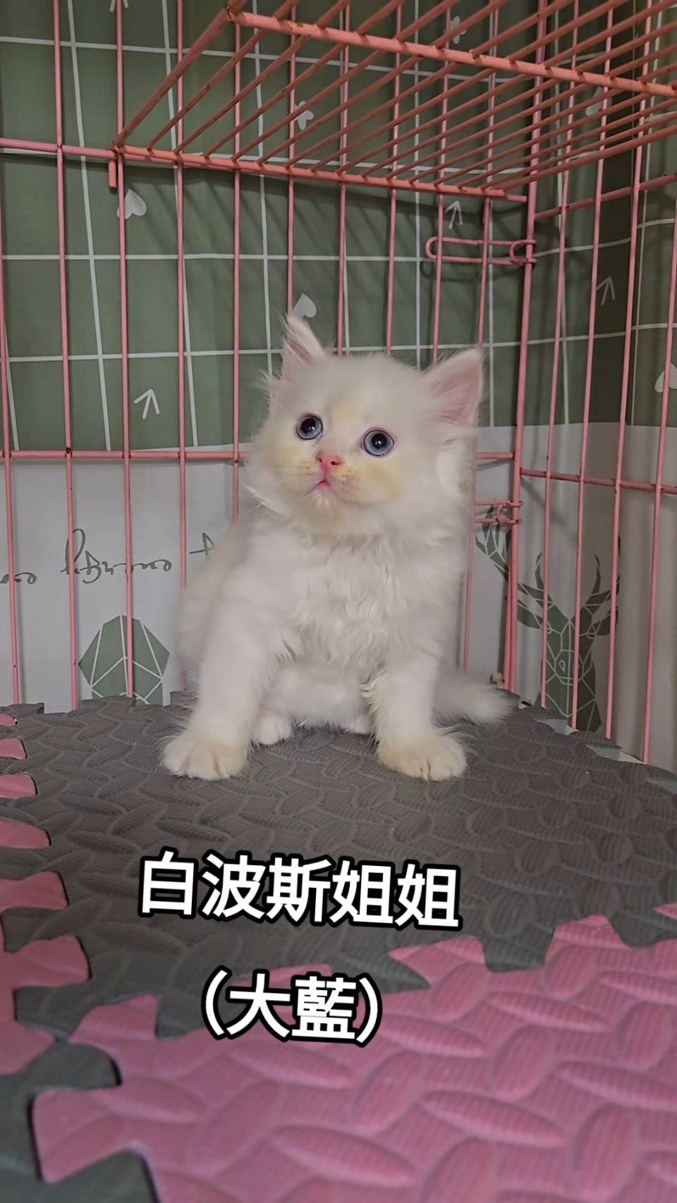 刻在你心底的貓／白色波斯貓