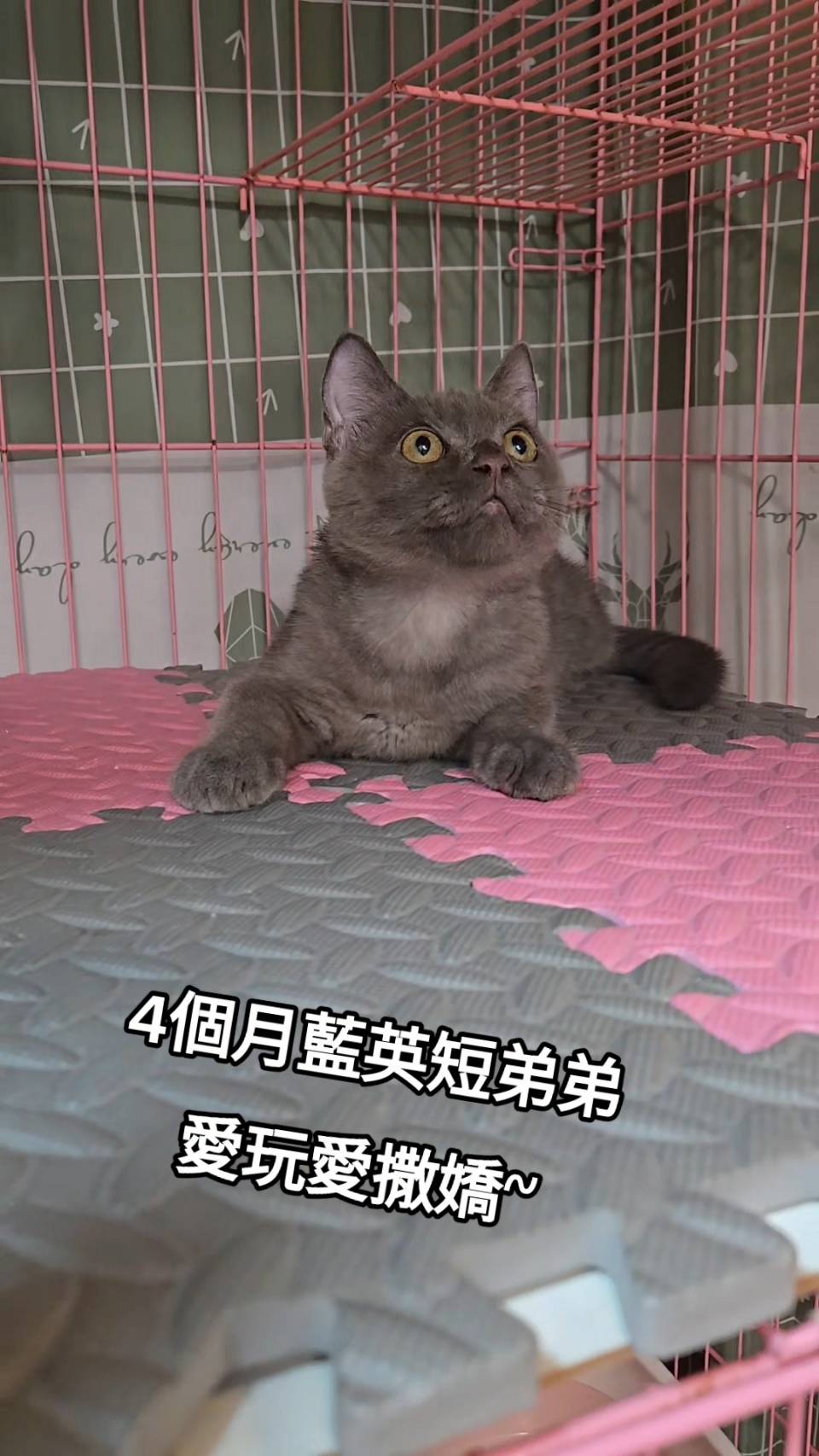 刻在你心底的貓／藍色英國短毛貓