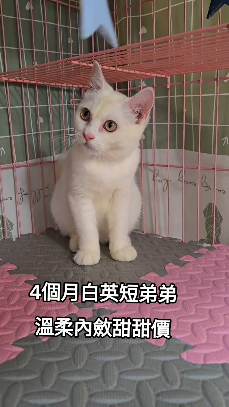 刻在你心底的貓／白色英國短毛貓