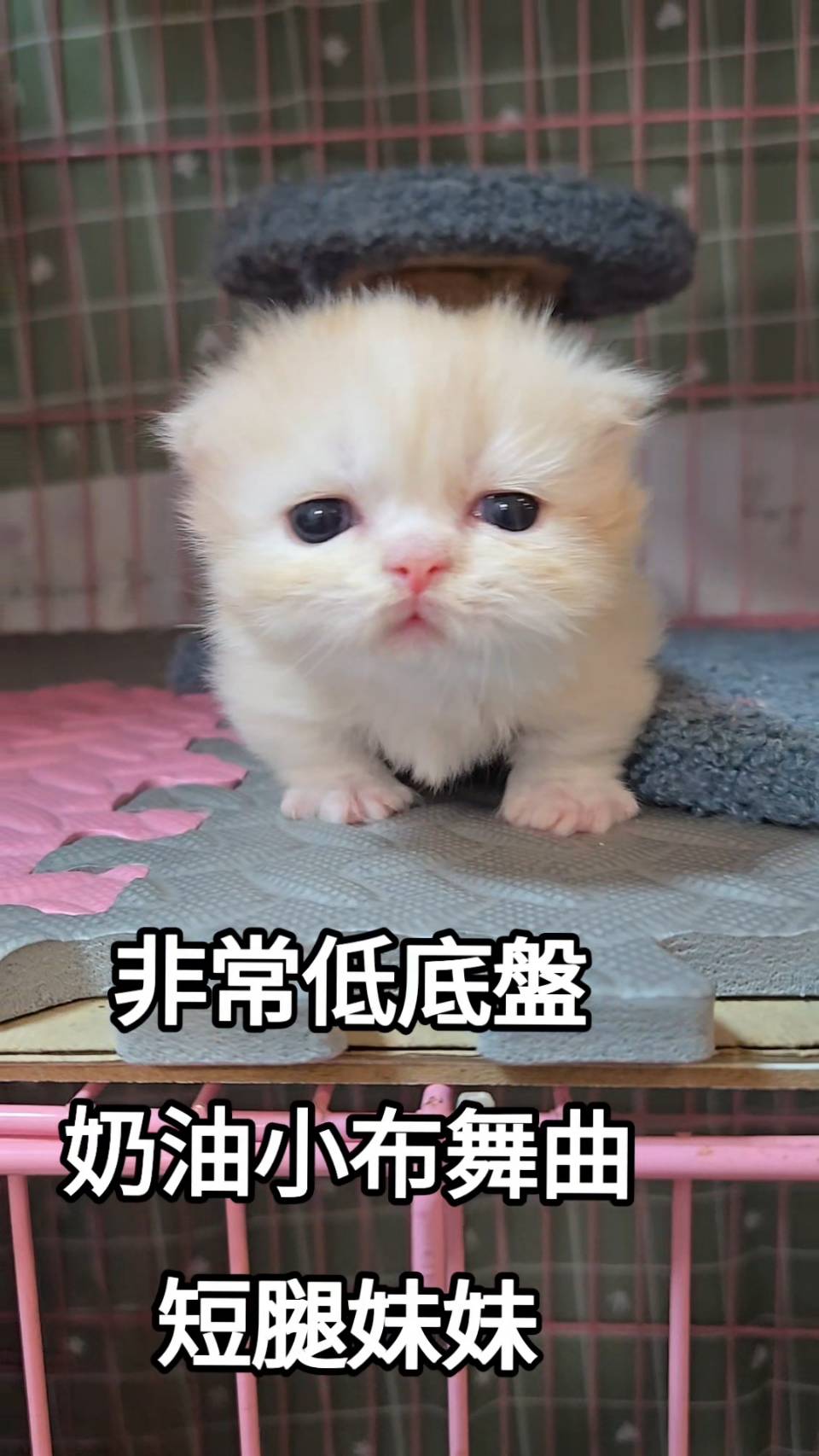 刻在你心底的貓／奶油小步舞曲