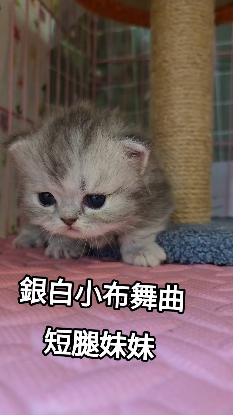 刻在你心底的貓／銀白小步舞曲