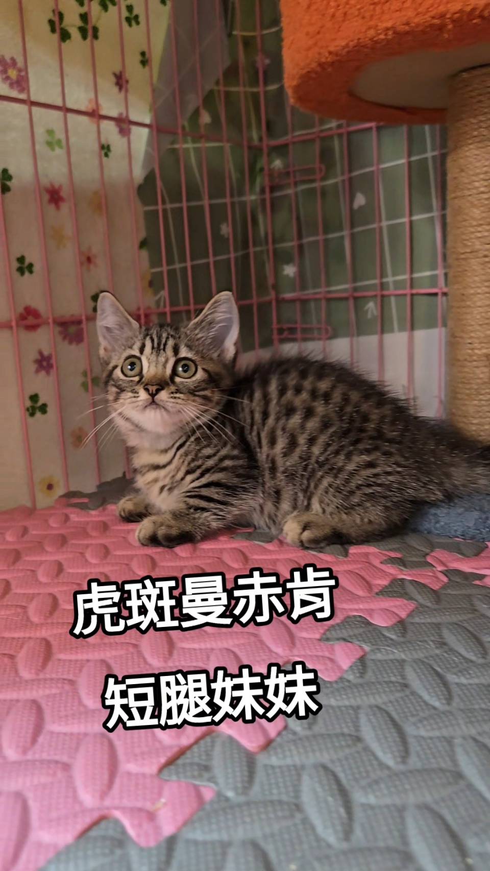 刻在你心底的貓／虎斑曼赤肯