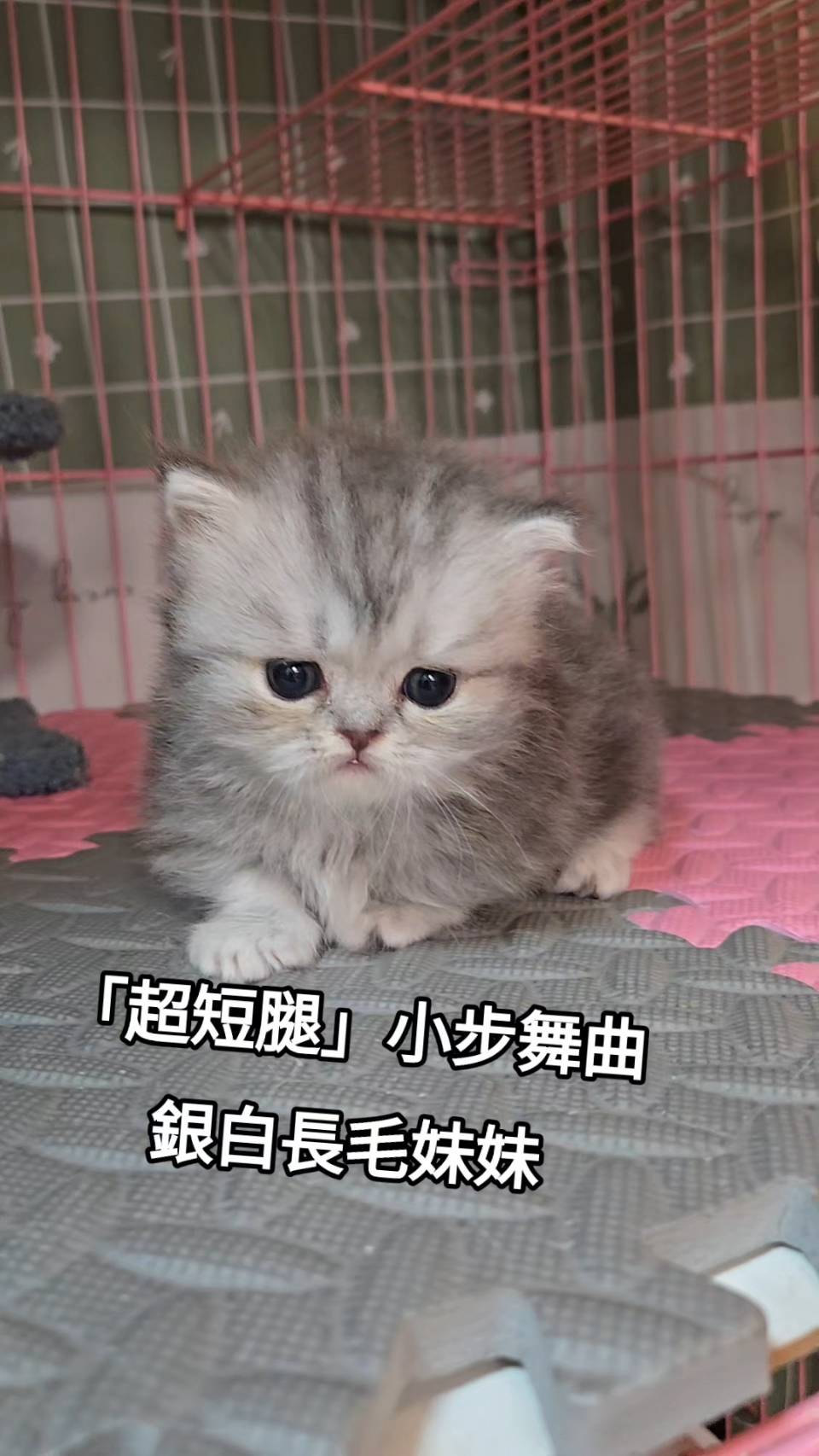 刻在你心底的貓／銀白小步舞曲