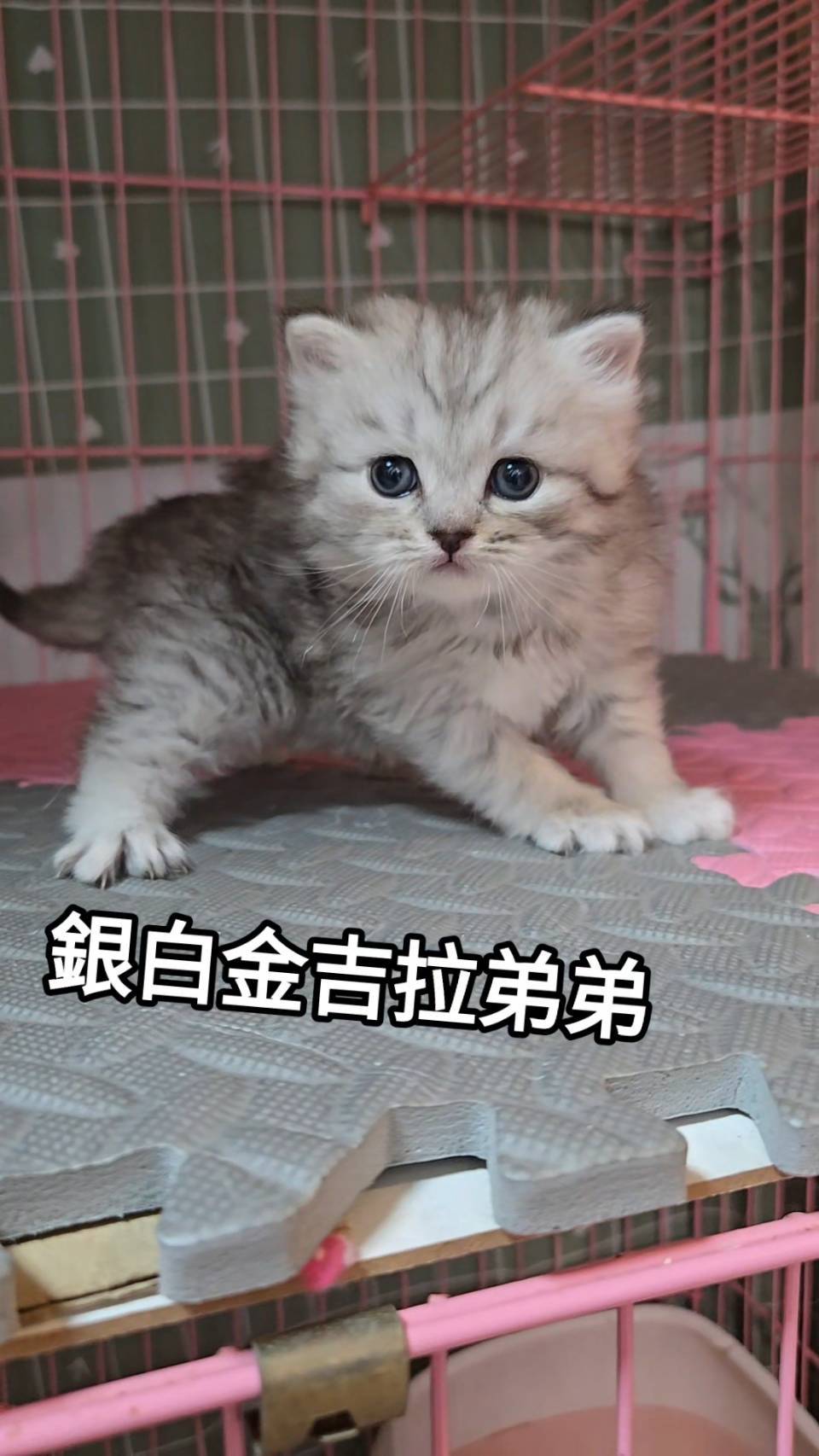 刻在你心底的貓／銀白金吉拉