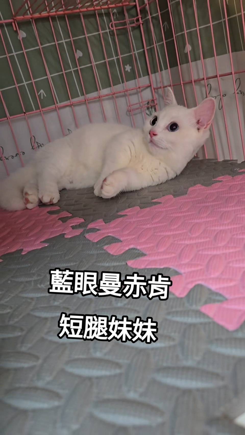 刻在你心底的貓／藍眼曼赤肯