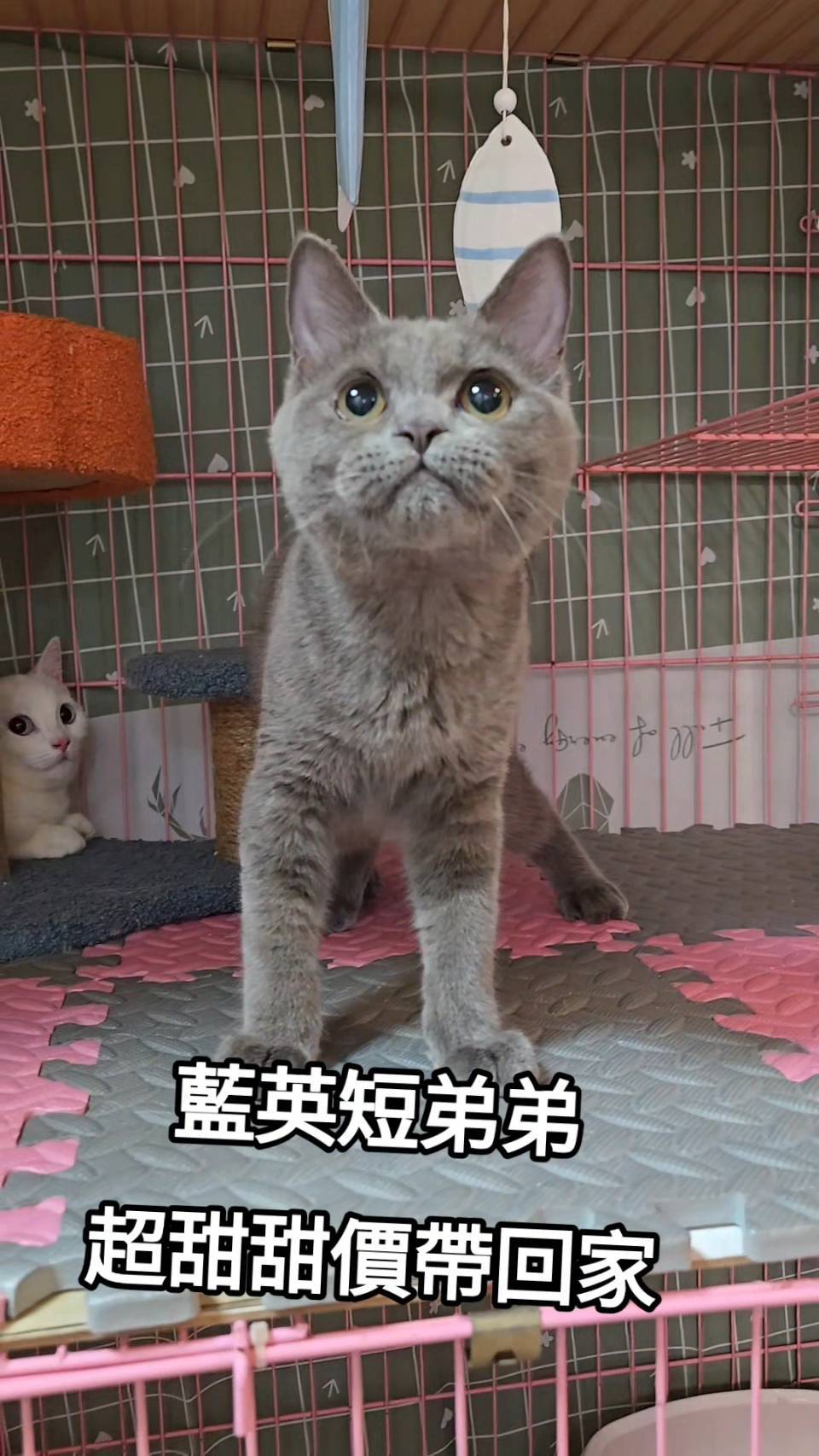 刻在你心底的貓／藍色英國短毛貓