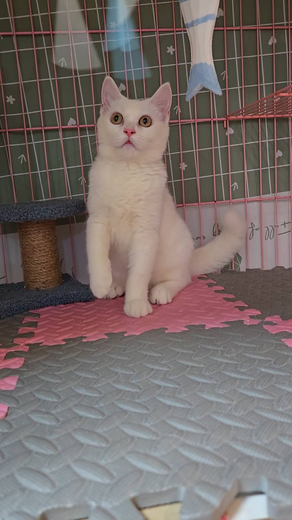 刻在你心底的貓／白色英國短毛貓