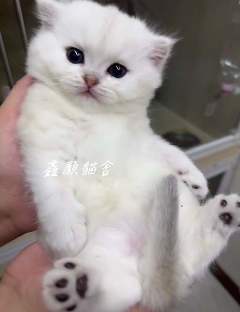 鑫願貓舍／非標準曼赤肯