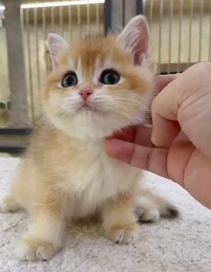 天使貓園／金漸層英國短毛貓