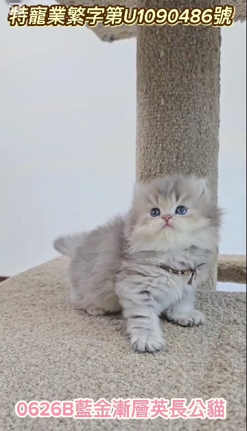 米琪蘇貓舍／藍金漸層英國長毛貓