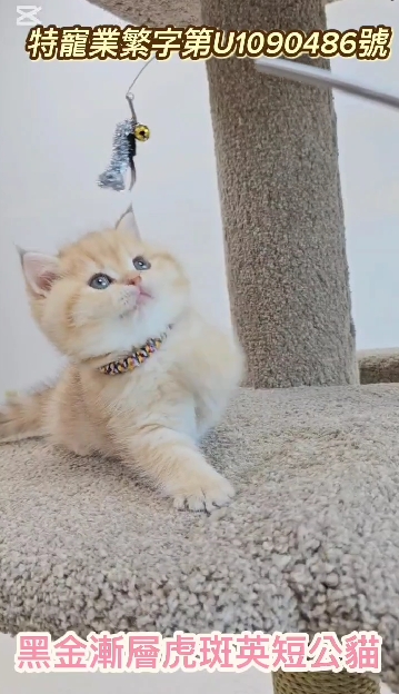 米琪蘇貓舍／黑金漸層虎斑英國短毛貓