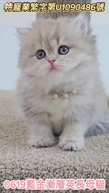 米琪蘇貓舍／藍金漸層英國長毛貓