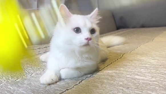 尊爵名皇／白色小步舞曲